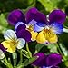 Photo Outsidepride Viola Johnny Jump Up Plant Flower - 5000 Seeds new bestseller 2024-2023