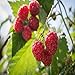 Photo Prelude Raspberry - 5 Red Raspberry Plants - Everbearing - Organic Grown - new bestseller 2024-2023