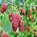 Photo 3 Heritage everbearing red raspberry plants (3 Lrg 2yr Bare Root Canes) Zone 3-8 new bestseller 2024-2023