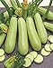 Photo Seeds Squash Zucchini Aspirant 38 Days White Bush Vegetable for Planting Heirloom Non GMO new bestseller 2024-2023