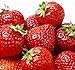 Photo 100 Pcs Strawberry Seeds - Strawberry Seeds for Planting Outdoor - Non GMO - High Germination - High Yield - Sweet and Melt in The Mouth - Heirloom Fruit Seed new bestseller 2024-2023