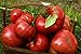 Photo 75+ Pink Brandywine Heirloom Tomato Seeds new bestseller 2024-2023