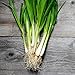 Photo 250+ Seeds of White Tokyo Long Bunching Onion, Allium fistulosum, Non-GMO, Untreated, Open Pollinated, Japanese Heirloom Seeds new bestseller 2024-2023