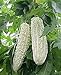 Photo Bitter Melon Bitter Squash Balsam Pear Bitter Gourd Seeds 10PCS Non GMO (White) new bestseller 2024-2023