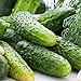 Photo David's Garden Seeds Cucumber Pickling Boston FBA 1004 (Green) 50 Non-GMO, Heirloom Seeds new bestseller 2024-2023