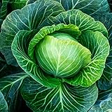 Cabbage Seeds Heirloom (Golden Acre) (45 Seeds) Photo, bestseller 2024-2023 new, best price $1.99 ($0.04 / Count) review