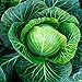 Photo Cabbage Seeds Heirloom (Golden Acre) (45 Seeds) new bestseller 2024-2023