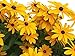 Photo Black Eyed Susan Seeds - Rudbeckia Hirta - Attracts Butterflies Non GMO 10,000 Seeds new bestseller 2024-2023