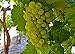 Photo Heirloom 50 Seeds Green Grape Fruit Vine Vitis Vinifera Seeds new bestseller 2024-2023