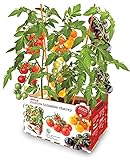 Huerto Premium TOMATES CHERRY Foto, éxito de ventas 2024-2023 nuevo, mejor precio 16,90 € revisión