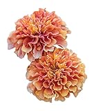 Burpee Strawberry Blonde Marigold Seeds 50 seeds Photo, bestseller 2024-2023 new, best price $9.70 ($0.19 / Count) review