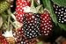 Photo Hello Organics Boysenberry Plants Original Price Includes Four (4) Plants new bestseller 2024-2023