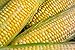 Photo Peaches & Cream Sweet Corn Non-GMO Seeds - 4 Oz, 500 Seeds - by Seeds2Go new bestseller 2024-2023