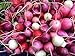 Photo Radish Easter Rainbow Mix Seeds Choose Your Packet Size Easy Grow Heirloom Microgreens and Sprouting bin286 (250 Seeds) new bestseller 2024-2023