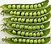 Photo Pea Seed, Sugar Daddy, Heirloom, Non GMO, 20 Seeds, Perfect Peas new bestseller 2024-2023