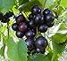 Photo Cutdek 20 Seeds Muscadine Grape Vitis rotundifolia E165, Great Home Orchards new bestseller 2024-2023