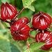 Photo Red Roselle Seeds (Hibiscus sabdariffa) Packet of 50 Seeds new bestseller 2024-2023