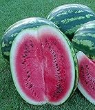 Melone - Wassermelone Crimson Sweet - 10 Samen Foto, Bestseller 2025-2024 neu, bester Preis 1,70 € (1,70 € / count) Rezension