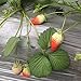 Photo Heirloom Red Strawberry 200+ Seeds new bestseller 2024-2023