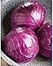 Photo David's Garden Seeds Cabbage Ruby Perfection 7742 (Red) 100 Non-GMO, Hybrid Seeds new bestseller 2024-2023