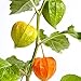 Foto 250 Piezas Physalis Peruviana Semillas Perenne Heirloom Frutas No Transgénicas Para Jardinería Al Aire Libre Plantación Cosecha De Otoño Fruta Jugosa Saludable Jardín Decorativo nuevo éxito de ventas 2024-2023