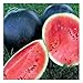 Photo 25 Black Diamond Watermelon Seeds | Non-GMO | Heirloom | Instant Latch Garden Seeds new bestseller 2024-2023