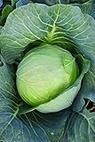 Burpee Brunswick Cabbage Seeds 260 seeds Photo, bestseller 2024-2023 new, best price $6.00 review