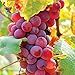 Photo Van Zyverden 83721 Grapes Flame seedless Set of 1 Fruit-Plants, 2 Year, Greenish new bestseller 2024-2023