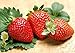 Photo 200pcs Giant Strawberry Seeds, Sweet Red Strawberry Garden Strawberry Fruit Seeds, for Garden Planting new bestseller 2024-2023