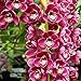 Foto TOYHEART 50 Piezas De Semillas De Flores De Primera Calidad, Semillas De Phalaenopsis, Adornos De Orquídeas Para Paisajismo, Plántulas De Plantación De Flores De Colores Mezclados Para Jardín blanco nuevo éxito de ventas 2024-2023