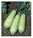 Photo David's Garden Seeds Zucchini Tender Grey 5312 (Green) 50 Non-GMO, Heirloom Seeds new bestseller 2024-2023