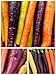 Photo Homegrown Carrot Seeds, 1000 Seeds, Rainbow Supreme Carrot Mixture No GMO new bestseller 2024-2023