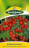 Quedlinburger Tomate 'Balconi Red', 1 Tüte Samen Foto, Bestseller 2025-2024 neu, bester Preis 3,19 € (0,13 € / stück) Rezension