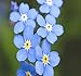 Photo Big Pack - (50,000) French Forget Me Not, Myosotis sylvatica Flower Seeds - Perennial Zone 3-9 - Flower Seeds By MySeeds.Co (Big Pack - Forget Me Not) new bestseller 2024-2023