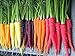 Photo 500+ Rainbow Carrot Seeds to Grow - Colorful Blend of Exotic Colored Carrots. Edible Vegetables. Made in USA new bestseller 2024-2023