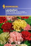 Sperli Blumensamen Landnelken gefüllte Mischung, grün Foto, Bestseller 2025-2024 neu, bester Preis 2,01 € (2,01 € / stück) Rezension