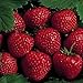 Photo 25 Earliglow Strawberry Plants - Bareroot - The Earliest Berry! new bestseller 2024-2023