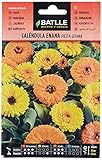 Calendula enana FIESTA GITANA Foto, éxito de ventas 2025-2024 nuevo, mejor precio 1,88 € revisión