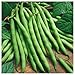 Photo Everwilde Farms - 1 Lb Provider Green Bean Seeds - Gold Vault new bestseller 2024-2023