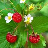 Outsidepride Strawberry Vesca Baron - 5000 Seeds Photo, bestseller 2024-2023 new, best price $5.49 review