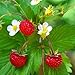 Photo Outsidepride Strawberry Vesca Baron - 5000 Seeds new bestseller 2024-2023