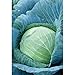 Photo Stonehead Cabbage Seeds (60+ Seed Package) new bestseller 2024-2023