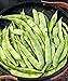 Photo Burpee Early Italian Bush Bean Seeds 2 ounces of seed new bestseller 2024-2023