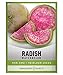 Photo Watermelon Radish Seeds for Planting - Heirloom, Non-GMO Vegetable Seed - 2 Grams of Seeds Great for Outdoor Spring, Winter and Fall Gardening by Gardeners Basics new bestseller 2024-2023