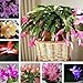 Photo Schlumbergera Lot de 20 graines de cactus pour pot de fleurs Bonsaï Purifiant Air Plant – Schlumbergera Graines de fleurs graines de légumes graines de fruits de jardin nouveau best-seller 2025-2024