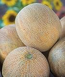 Burpee Ambrosia Cantaloupe Melon Seeds 30 seeds Photo, bestseller 2024-2023 new, best price $7.97 ($0.27 / Count) review