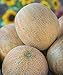 Photo Burpee Ambrosia Cantaloupe Melon Seeds 30 seeds new bestseller 2024-2023