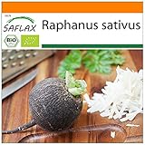 SAFLAX - BIO - Schwarzer Spanischer Rettich - 100 Samen - Raphanus sativus Foto, Bestseller 2024-2023 neu, bester Preis 3,95 € Rezension