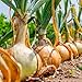 Photo David's Garden Seeds Onion Short-Day Texas Grano 1015Y 1766 (Yellow) 200 Non-GMO, Heirloom Seeds new bestseller 2024-2023