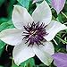 Photo 50 White and Purple Clematis Seeds Bloom Climbing Perennial Flowers Seed Flower Vine Climbing Perennial new bestseller 2024-2023